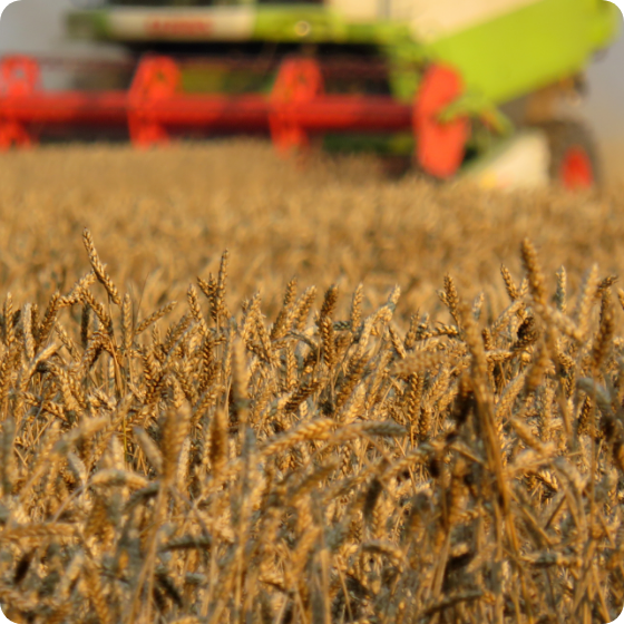 grain field